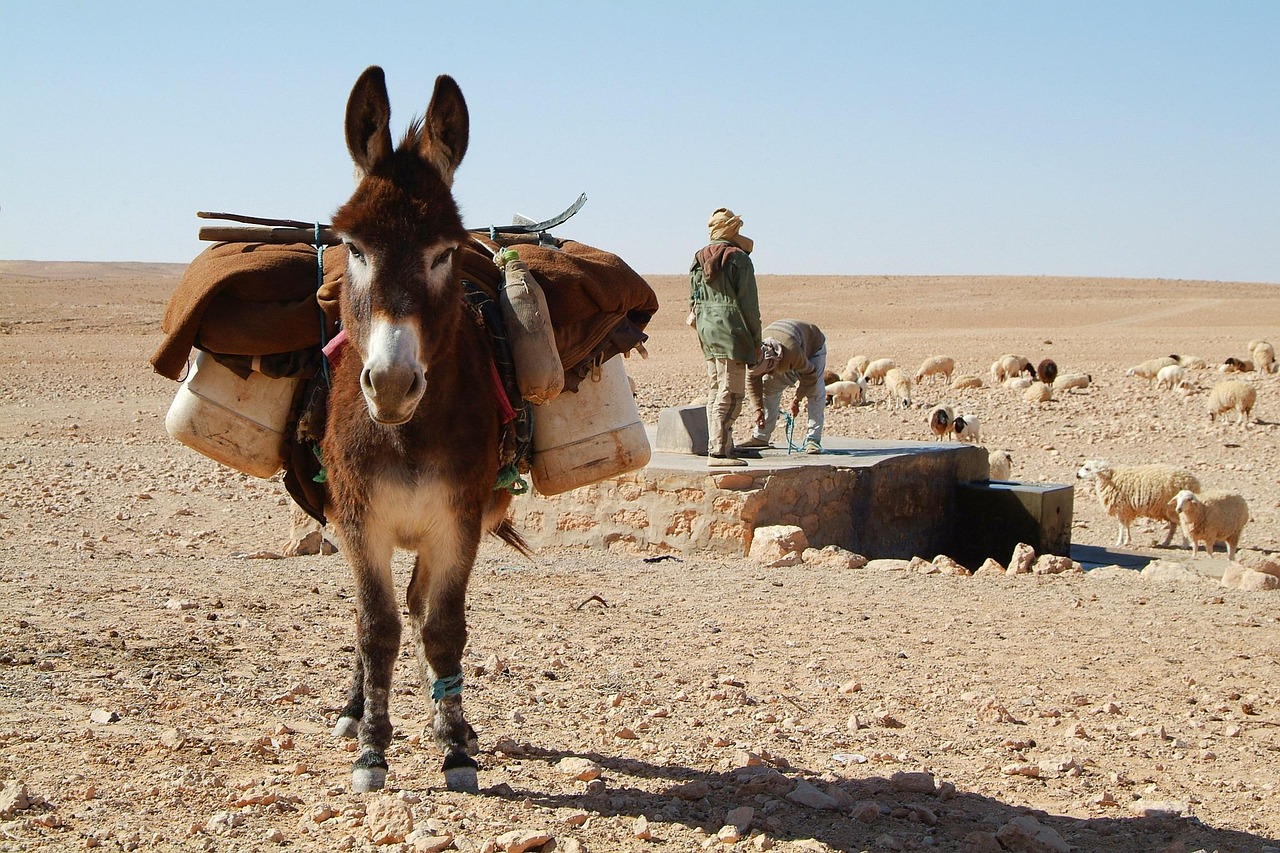 12 days private tour from Casablanca
