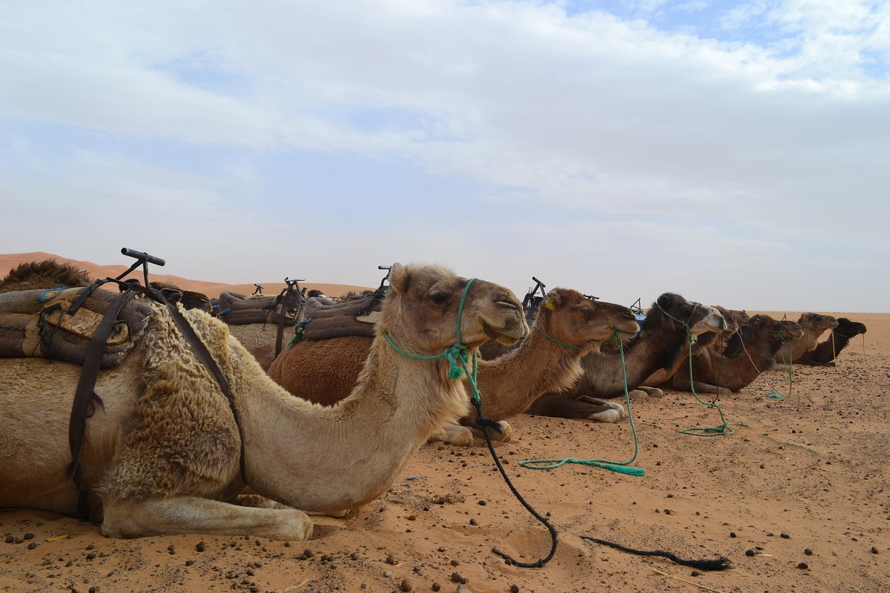 6 days private tour from Casablanca to Marrakech